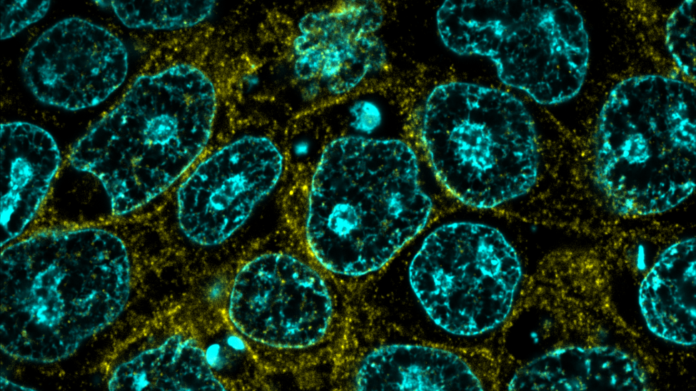 microscopic image